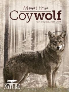 Meet the Coywolf: Susan Fleming, THIRTEEN Productions LLC Coy Wolf Inc:  Instant Video