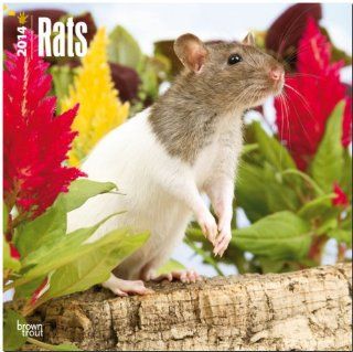 Rats 2014   Ratten: Original BrownTrout Kalender Mehrsprachig Kalender: Inc Browntrout Publishers: Bücher