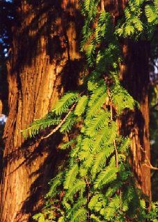 Tropica   Urwelt   Mammutbaum (Metasequoia glyptostroboides)   60 Samen: Garten