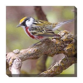 West of the Wind Chestnut Warbler Outdoor Canvas Art   24 x 24 in.   Outdoor Wall Art