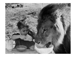 Close up of a girl and a lion having breakfast together (Panthera leo) Poster Print (18 x 24)