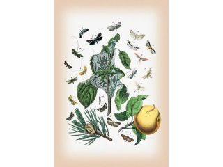 Buy Enlarge 0 587 12575 6P12x18 Moths  Tineae Tapetzella, Carpocapsa Pomonella, et al.  Paper Size P12x18