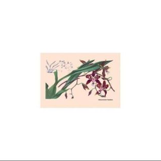 Orchid: Odontoglossum Tripudans Print (Canvas Giclee 20x30)