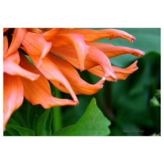 Trademark Fine Art 22 in. x 32 in. Big Zinnia Canvas Art KM0135 C2232GG