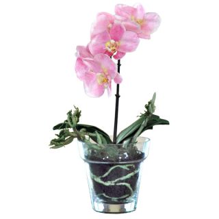 Double Phal Orchid with Vase Arrangement