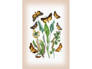 Buyenlarge 12571 3P2030 Moths   Triphaena Finbria, T. Comes, et al. 20x30 poster