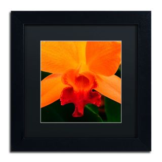 Trademark Fine Art Brilliant Orchid on Fire by Kurt Shaffer Framed
