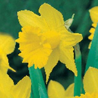 Daffodil King Alfred Type Dormant Bulbs (80 Pack) 70104
