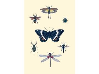 Buy Enlarge 0 587 09240 8P20x30 Insect Study no.1  Paper Size P20x30