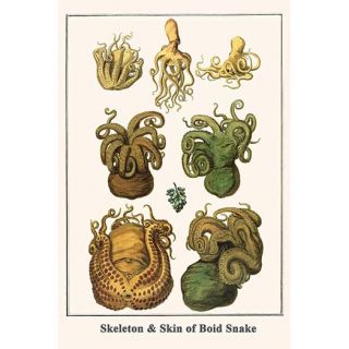Octopuses by Albertus Seba Graphic Art by Buyenlarge