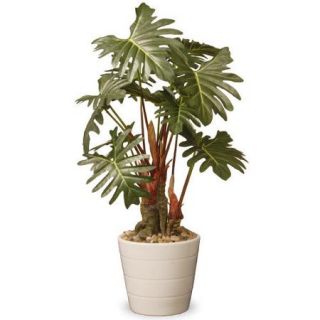 National Tree Co. Philodendron Floor Plant in Pot