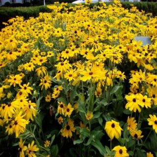 OnlinePlantCenter 1 gal. Indian Summer Black Eyed Susan or Gloriosa Daisy Plant R3628CL