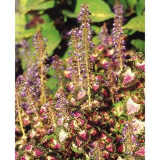 Proven Winners Proven Selections Strawberry Drop Coleus 4.25 in. Grande COLPRS1137520
